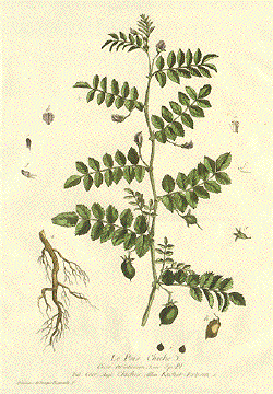 Chick Pease - Cicer arietinum - Горох турецкий, нут